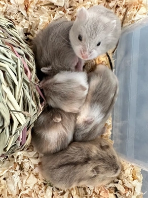 Campbell Zwerghamster