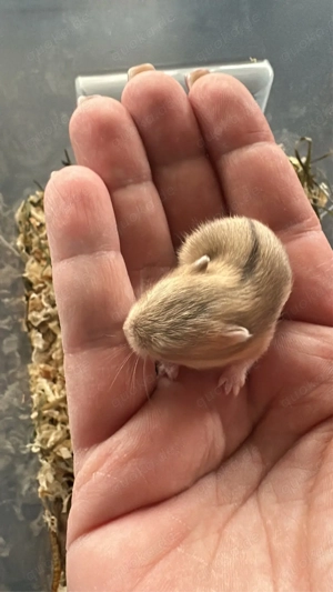 Campbell Zwerghamster Bild 9