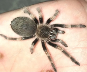 verkaufe brachypelma smithi 