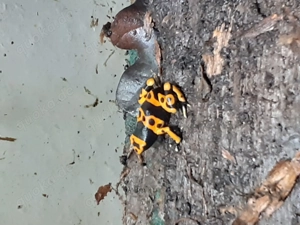 Dendrobates Leucomelas Bild 2