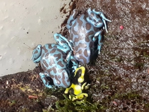 Dendrobates Auratus la Coca