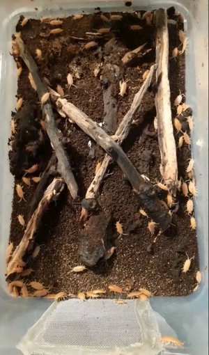 laufende Zucht Porcellionides pruinosus  Kubanische Asseln (orange) 