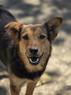 Pflegestelle für Kori gesucht 