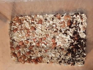 Zuchtansatz  Erdnusskäfer