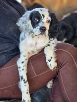 Pepe ein Settermischling -Pflegestelle  gefunden