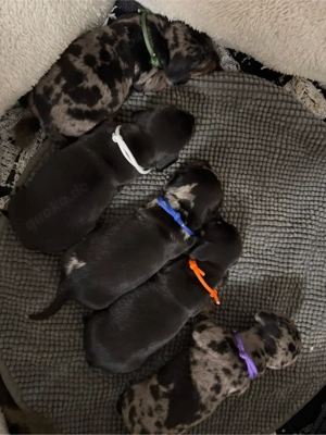 Zwergdackel | Dackel 