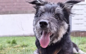 Strubel-Maus Meddy braucht Traum-Zuhause