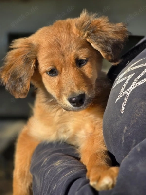  Skiouros fröhlich und verspielt