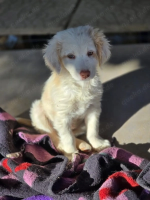 Krümel -Pflegestelle gefunden 