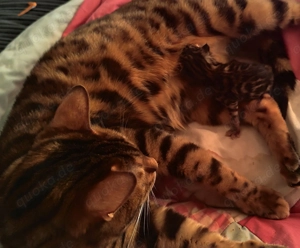Reinrassiges Bengal Kitten (Mädchen)