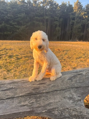 Hallo ich bin fiete und suche ein schönes zu Hause 