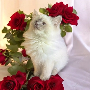 BKH,Kitten Britisch Kurzhaar Kitten,Katze,Kater aus Champion-Linien in Lilac, Golden & Cinnamon Bild 8