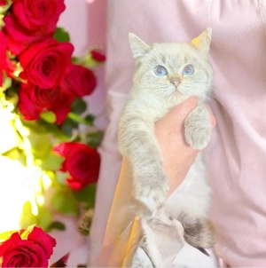 BKH,Kitten Britisch Kurzhaar Kitten,Katze,Kater aus Champion-Linien in Lilac, Golden & Cinnamon Bild 7
