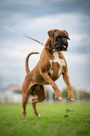 Deutscher Boxer, ausgewachsenes Männchen