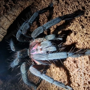 Vogelspinnen zur Abgabe 