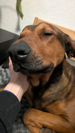 Hundetrainer*in gesucht Bild 2