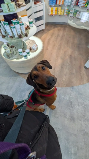 Hundetrainer*in gesucht