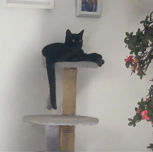 Katzen paar sucht neues zuhause 