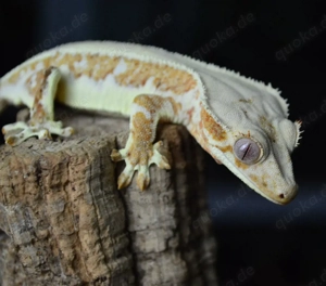 1.0 Kronengecko Lilly White Orange 