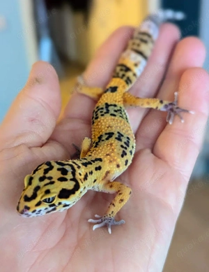 Leopardgecko 