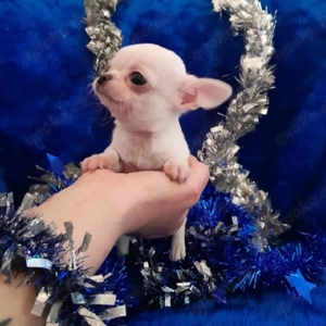 Wunderschöne reinrassige Chihuahua-Welpen   Gesund, geimpft, 