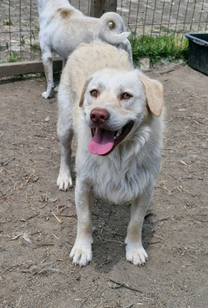 Bim wartet immer noch auf seine Menschen Bild 3