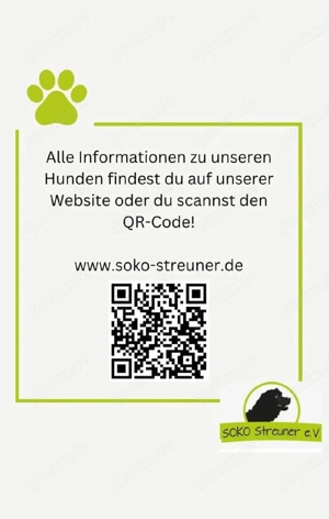 Bim wartet immer noch auf seine Menschen Bild 4