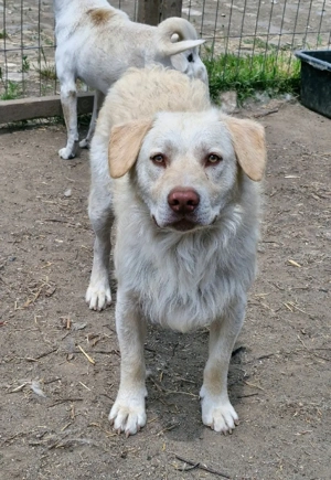Bim wartet immer noch auf seine Menschen Bild 5
