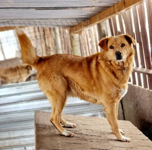 Grogu würde sich über ein Haus mit Garten freuen