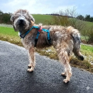 Tucker braucht erfahrene Menschen  Bild 5