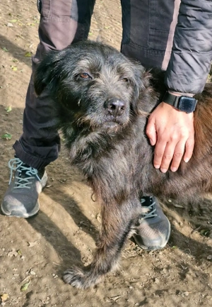 Marvin liebt die Aufmerksamkeit des Menschen  Bild 3