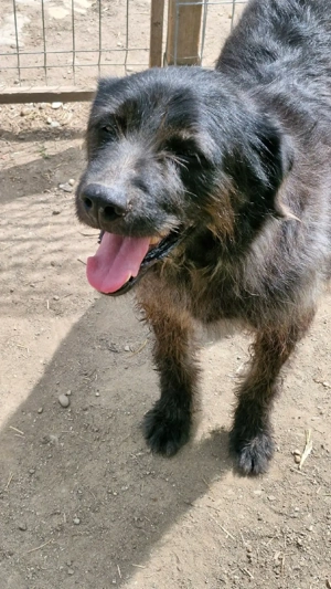 Marvin liebt die Aufmerksamkeit des Menschen  Bild 5