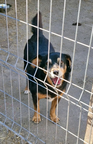 Bogi wäre gern Einzelprinz Bild 5