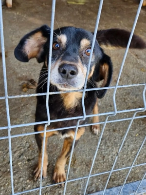 Bogi wäre gern Einzelprinz Bild 4