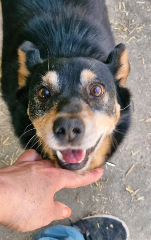 Bogi wäre gern Einzelprinz Bild 6