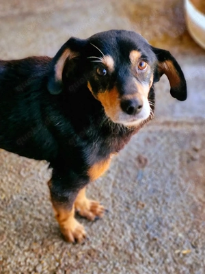 Bogi wäre gern Einzelprinz Bild 3