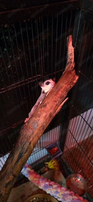 sugar glider Männchen 