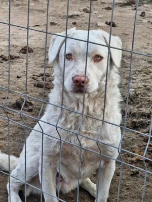 Bom ist freundlich, braucht aber Konsequents