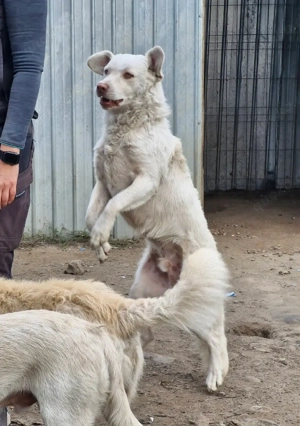 Bom ist freundlich, braucht aber Konsequents Bild 2