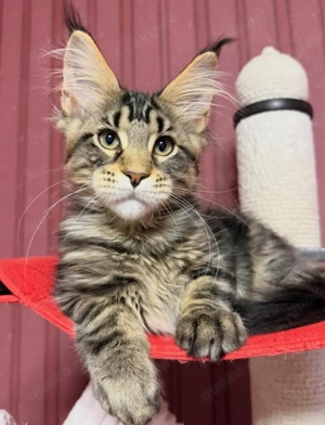 Maine-Coon-Kätzchen zu verkaufen     *