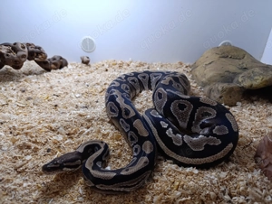 Königspython Bestandsauflösung  Bild 2