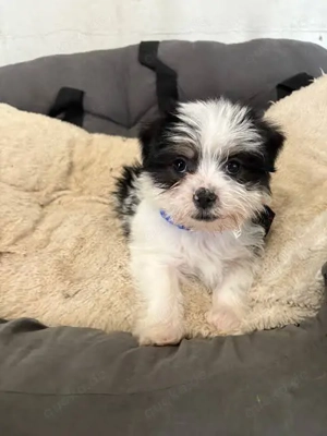 Kleine Yorkie Herzen suchen ihre Familie   