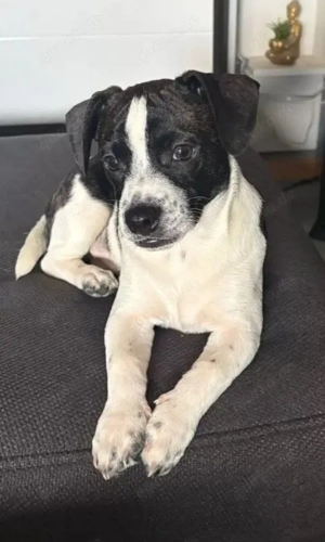 Jack Russell mix 4 monate