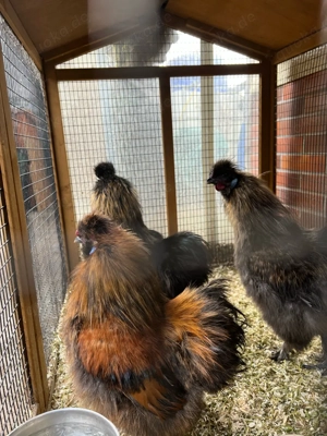 Japanische Zwerg Seiden Hähne 