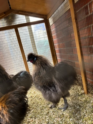 Japanische Zwerg Seiden Hähne  Bild 2