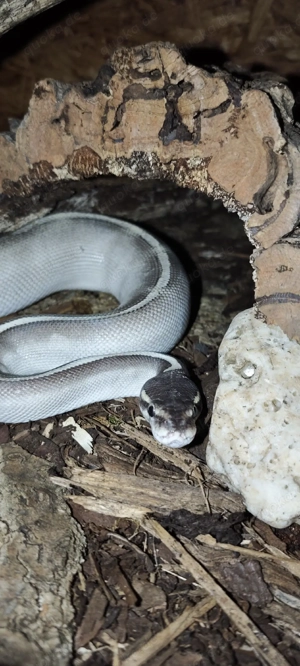 0.1 mystic potion Königspython 