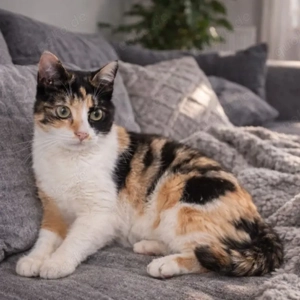 Kitten Katze Tierschutz Bundesweite Vermittlung 