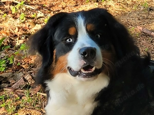 Wunderschöner Deckrüde