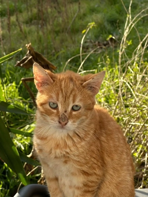 Kitten Katze Kater Tierschutz Bundesweite Vermittlung  Bild 9