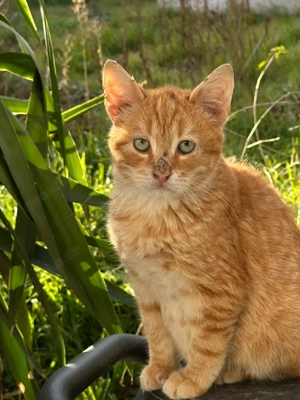 Kitten Katze Kater Tierschutz Bundesweite Vermittlung  Bild 8